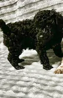 Black jack, a male Poodle - Toy  for sale in Freedom, OK – Photo 4 of 7