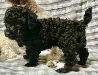 Black jack, a male Poodle - Toy  for sale in Freedom, OK – Photo 3 of 7