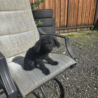 Chloe, a female Poodle - Miniature  for sale in Portland, OR – Photo 4 of 6