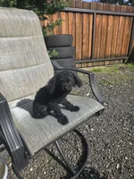 Chloe, a female Poodle - Miniature  for sale in Portland, OR – Photo 4 of 6