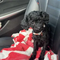 Chloe, a female Poodle - Miniature  for sale in Portland, OR – Photo 6 of 6