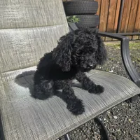 Chloe, a female Poodle - Miniature  for sale in Portland, OR – Photo 3 of 6