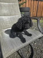 Chloe, a female Poodle - Miniature  for sale in Portland, OR – Photo 3 of 6