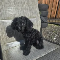 Chloe, a female Poodle - Miniature  for sale in Portland, OR – Photo 5 of 6