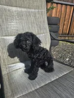 Chloe, a female Poodle - Miniature  for sale in Portland, OR – Photo 5 of 6