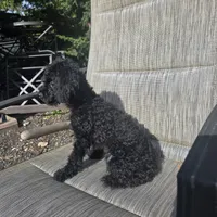 Chloe, a female Poodle - Miniature  for sale in Portland, OR – Photo 1 of 6