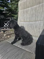 Chloe, a female Poodle - Miniature  for sale in Portland, OR – Photo 1 of 6