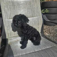 Chloe, a female Poodle - Miniature  for sale in Portland, OR – Photo 2 of 6