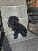 Chloe, a female Poodle - Miniature  for sale in Portland, OR – Photo 2 of 6