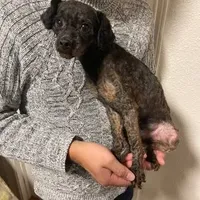 Benji, a male Poodle - Miniature  for sale in Portland, OR – Photo 1 of 4