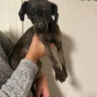 Benji, a male Poodle - Miniature  for sale in Portland, OR – Photo 3 of 4