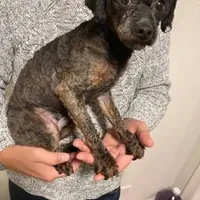 Benji, a male Poodle - Miniature  for sale in Portland, OR – Photo 2 of 4