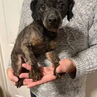 Benji, a male Poodle - Miniature  for sale in Portland, OR – Photo 4 of 4