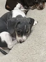 Tuff, a male Miniature Dachshund for sale in Crowley, TX – 2 of 7