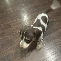 Sally Brown, a female Miniature Dachshund for sale in Crowley, TX – 2 of 7
