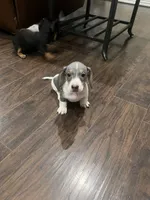 Tuff, a male Miniature Dachshund for sale in Crowley, TX – 7 of 7