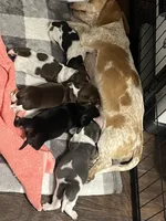 Smidge, a female Miniature Dachshund for sale in Crowley, TX – 5 of 8