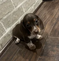 Charlie Brown, a male Miniature Dachshund for sale in Crowley, TX – 3 of 6