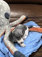 Tuff, a male Miniature Dachshund for sale in Crowley, TX – 4 of 7