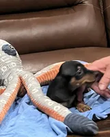 Elsie, a female Miniature Dachshund for sale in Crowley, TX – 3 of 7
