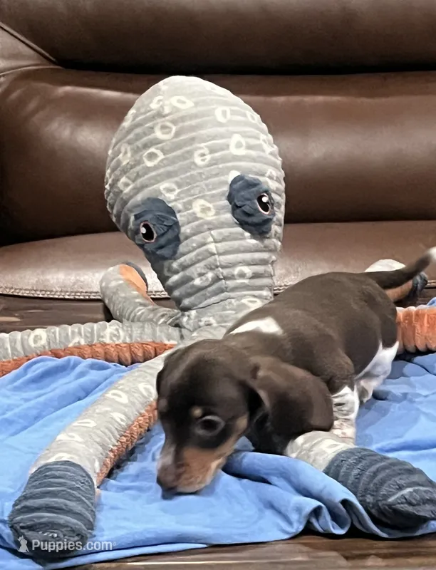 Charlie Brown – Miniature Dachshund puppy for sale in Crowley, TX