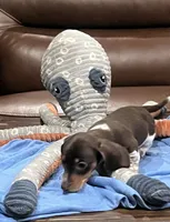 Charlie Brown, a male Miniature Dachshund for sale in Crowley, TX – 1 of 6