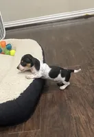 Smidge, a female Miniature Dachshund for sale in Crowley, TX – 1 of 8