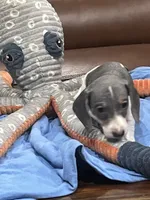 Tuff, a male Miniature Dachshund for sale in Crowley, TX – 3 of 7