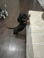 Elsie, a female Miniature Dachshund for sale in Crowley, TX – 6 of 7
