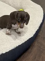 Charlie Brown, a male Miniature Dachshund for sale in Crowley, TX – 5 of 6