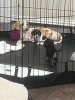 Smidge, a female Miniature Dachshund for sale in Crowley, TX – 3 of 8