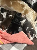 Elsie, a female Miniature Dachshund for sale in Crowley, TX – 4 of 7