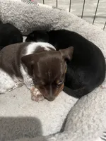 Buster, a male Miniature Dachshund for sale in Crowley, TX – Photo 3 of 10