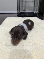 Buster, a male Miniature Dachshund for sale in Crowley, TX – Photo 4 of 10