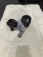 Buster, a male Miniature Dachshund for sale in Crowley, TX – Photo 8 of 10