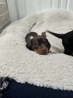 Buster, a male Miniature Dachshund for sale in Crowley, TX – Photo 7 of 10