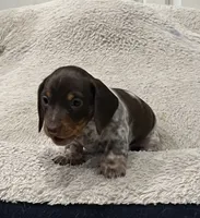 Buster, a male Miniature Dachshund for sale in Crowley, TX – Photo 6 of 10