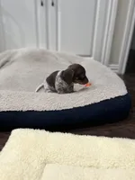 Buster, a male Miniature Dachshund for sale in Crowley, TX – Photo 5 of 10