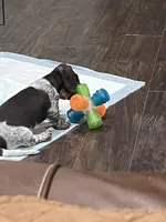 Buster, a male Miniature Dachshund for sale in Crowley, TX – Photo 10 of 10