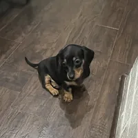 Elsie, a female Miniature Dachshund for sale in Crowley, TX – 2 of 7