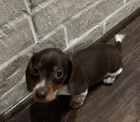 Charlie Brown, a male Miniature Dachshund for sale in Crowley, TX – 2 of 6