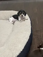 Smidge, a female Miniature Dachshund for sale in Crowley, TX – 4 of 8