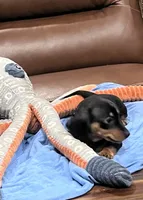 Elsie, a female Miniature Dachshund for sale in Crowley, TX – 5 of 7
