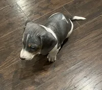 Tuff, a male Miniature Dachshund for sale in Crowley, TX – 6 of 7