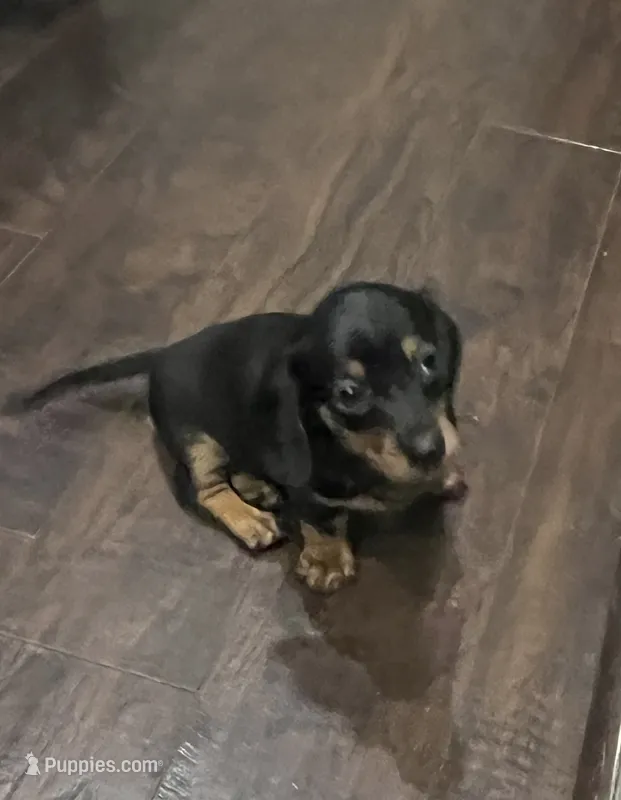 Elsie – Miniature Dachshund puppy for sale in Crowley, TX