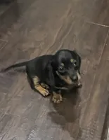 Elsie, a female Miniature Dachshund for sale in Crowley, TX – 1 of 7