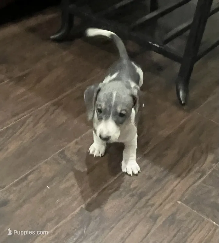 Tuff – Miniature Dachshund puppy for sale in Crowley, TX