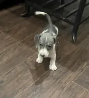 Tuff, a male Miniature Dachshund for sale in Crowley, TX – 1 of 7