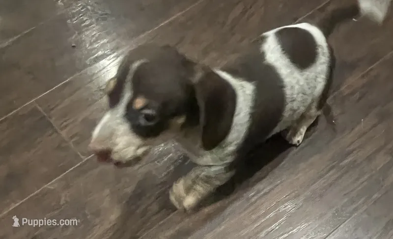 Sally Brown – Miniature Dachshund puppy for sale in Crowley, TX