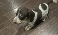 Sally Brown, a female Miniature Dachshund for sale in Crowley, TX – 1 of 7